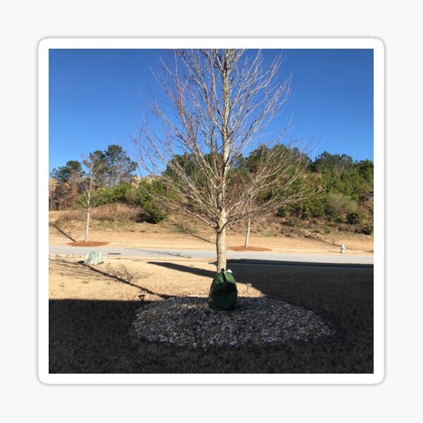 Pegatina Patio trasero de la naturaleza Árbol solitario sin hojas en