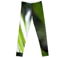 Macro Photo Green Grass