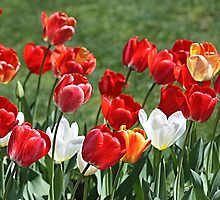 Tulip Patch Pillow by Monnie Ryan