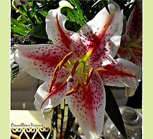 Star Gazer by Connie Smith