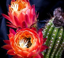 Buds of the Trichocereus Embers by Linda Sparks