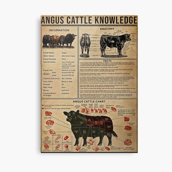 Angus Cattle Knowledge Poster Canvas Print For Sale By GabryszKoztows