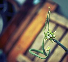 New Beginnings by Birgitta †