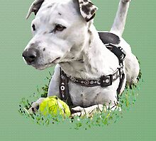 Jack : Jack Russel Terrier x Staffy by Jay Taylor