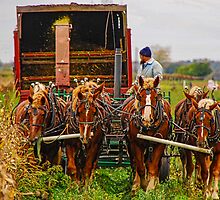 Cutting Silage 2 by mcstory