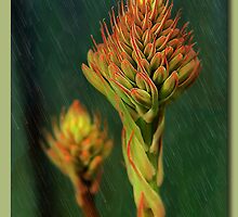 Aloe Vera 01 by kevin chippindall