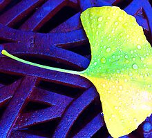 Ginko Leaf © by Ethna Gillespie