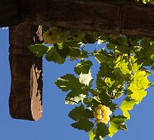 Harvest in the Sky - a Vertical View by Georgia Mizuleva