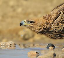Tawny Eagle - African Raptor Background - Pleasure of Water by LivingWild