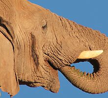 Elephant - Thirst and Pleasure - African Wildlife Background by LivingWild