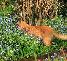 Ginger cat hunting in garden by turniptowers
