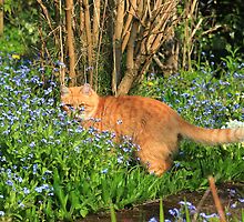 Ginger cat hunting in garden by turniptowers