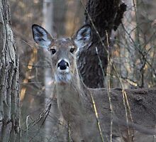 A Deer in the Thicket by Gilda Axelrod