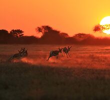 Springbok - African Wildlife Background - Magnificent Sun by LivingWild