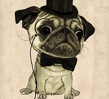 Pug; gentle pug. by barruf