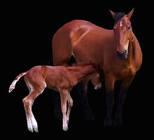 Bonding by Gary Benson