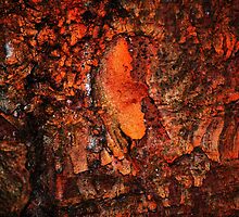 "Red Hot Embers" abstract on bark by Laurie Minor