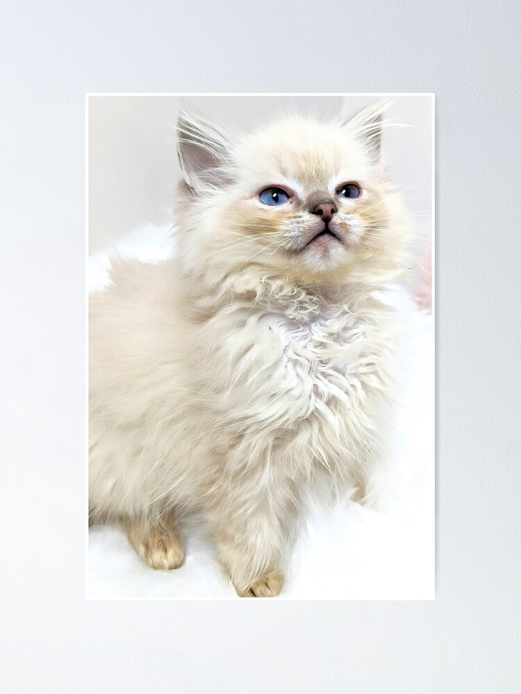 Lynx Ragdoll Kitten Saoirse Poster For Sale By Fluffycat2020 Redbubble