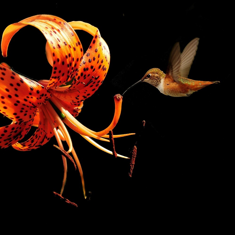 "TIGER LILY AND HUMMINGBIRD" by RoseMarie747 Redbubble