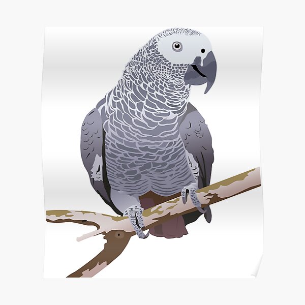 African Grey Parrot Poster For Sale By NorseTech Redbubble