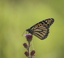 Monarch And Blazing Star by Thomas Young