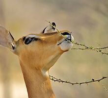 Impala - Pleasure of Food - African Wildlife Background by LivingWild