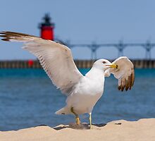Flapping Gull And Lighthouse by Kenneth Keifer