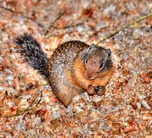 Marmot Munchies by Skye Ryan-Evans