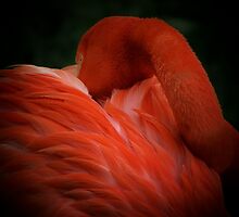 Bashful Elegance by Christy Leigh
