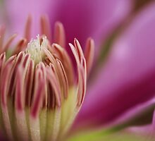 gently please by ANNABEL S. ALENTON