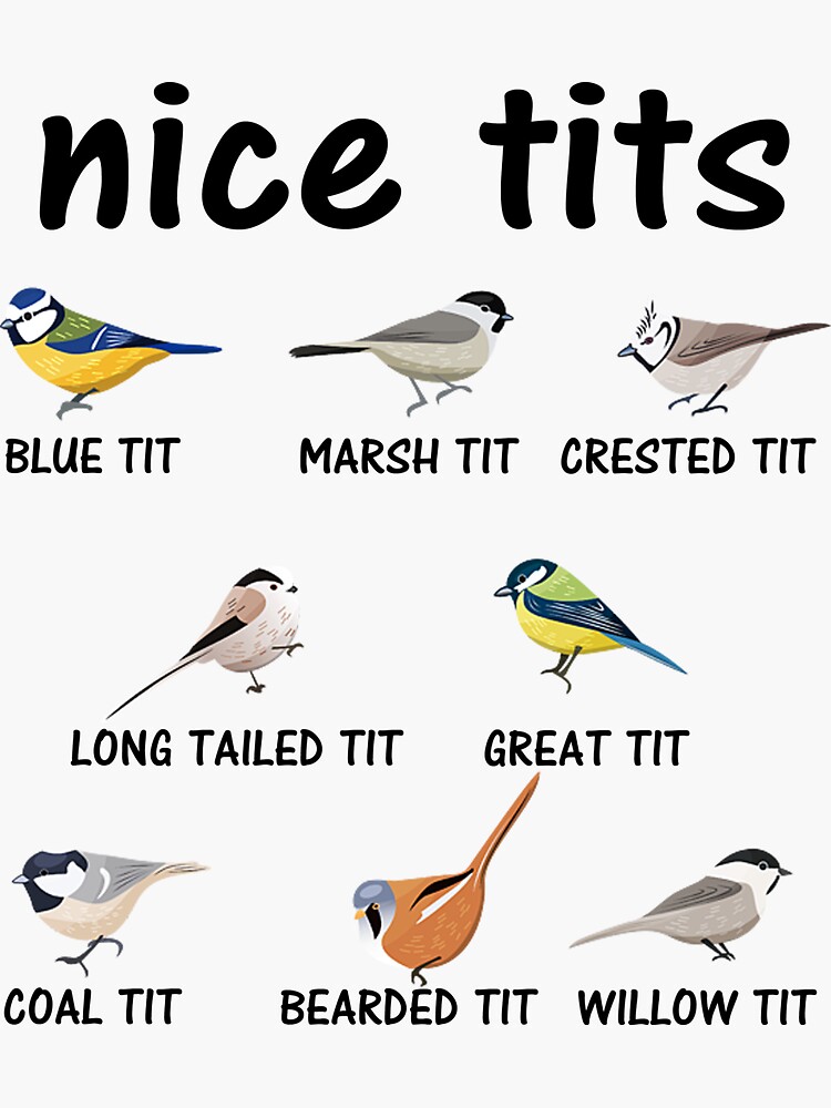 Nice Tits Blue Tit Marsh Tit Crested It Long Tailed It Great It