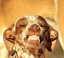 Smiling Dog - Funny Life and Honest Joy by LivingWild