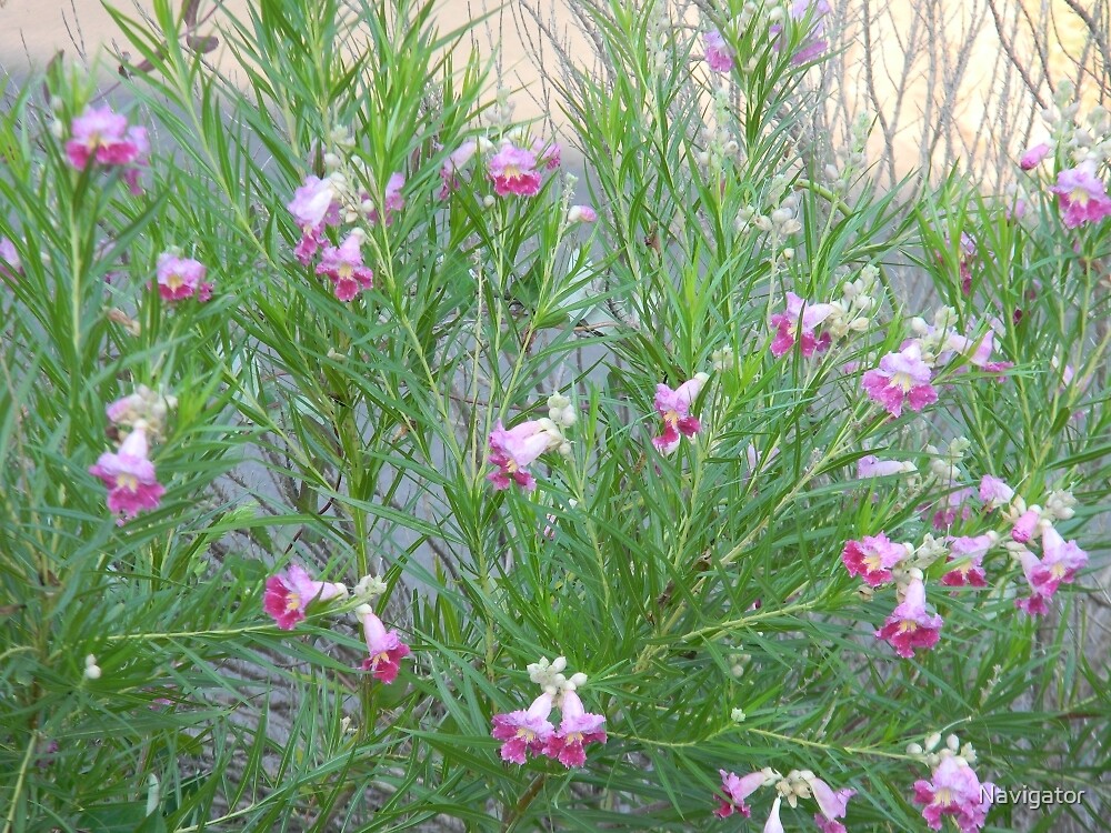 &quot;Desert Willow Shrub&quot; by Navigator Redbubble