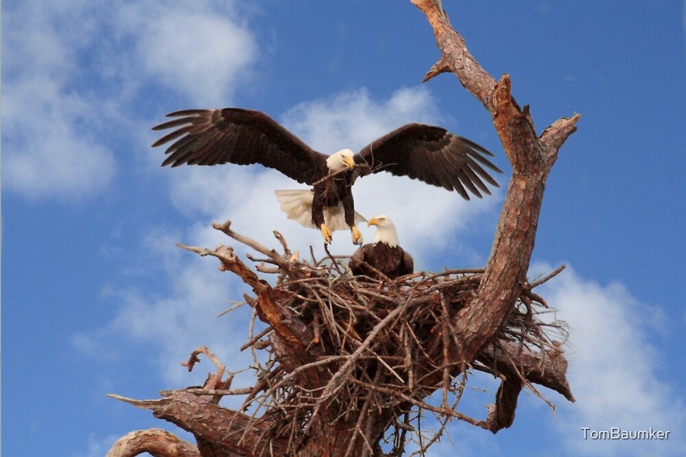 Bald Eagle Landing In Nest By Tombaumker Redbubble