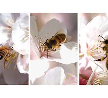 Beeing in the Moment by Lisa Torma