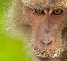 Macaque stare by emmelined