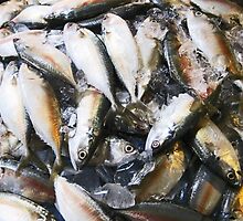 Fish on Ice~COLD FISH by DAdeSimone
