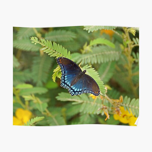 Red Spotted Purple Butterfly Poster By Sandyk Redbubble