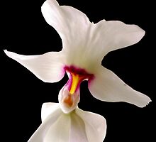 Mother Superior - Orchid Alien Discovery by ©Ashley Edmonds Cooke