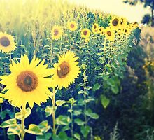 sunflowers at the cornfield by novopics