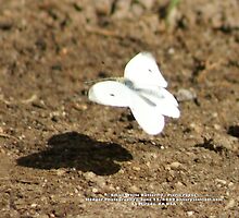 Cabbage White Butterfly - Pieris rapae; La Mirada, CA USA by leih2008