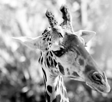 Amazing Creature with Long Lashes... by Marianna Tankelevich