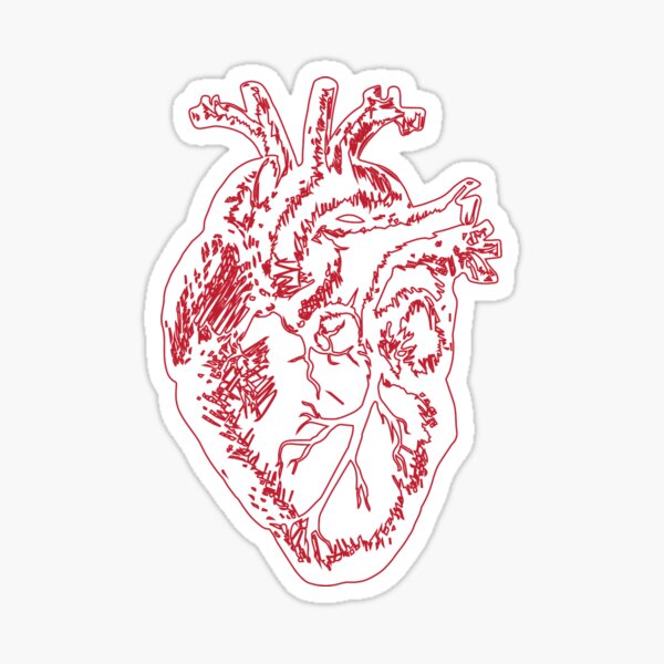 Anatomical Heart Sticker For Sale By Baileymincer Redbubble