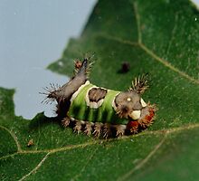 Caterpillar Eating a Leaf by BravuraMedia