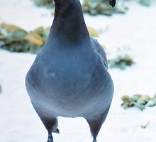 Black footed Albatross by BravuraMedia