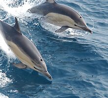 Common Dolphin by BravuraMedia