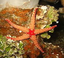 Orange Starfish by BravuraMedia