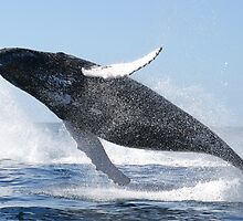 Humpback Whale Jumping High by BravuraMedia