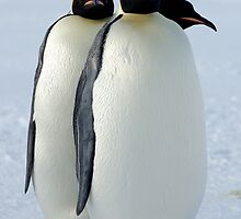 Emperor Penguins Huddled by BravuraMedia