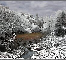 Lone Moose on a Snowy Oxbow by Wayne King